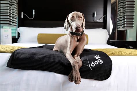 las vegas pet hotel